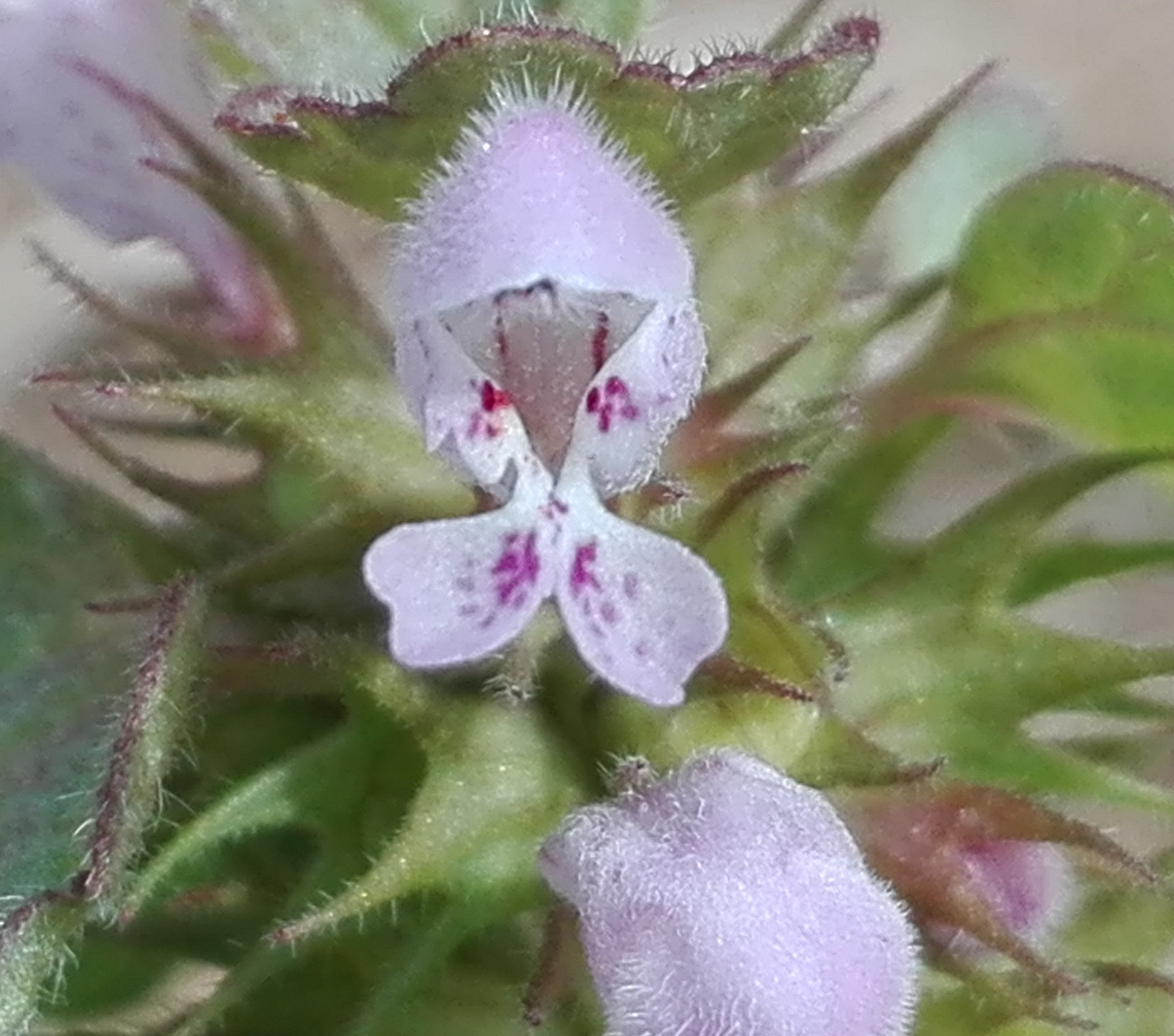 Annexe IMG_20200427_121451.jpg