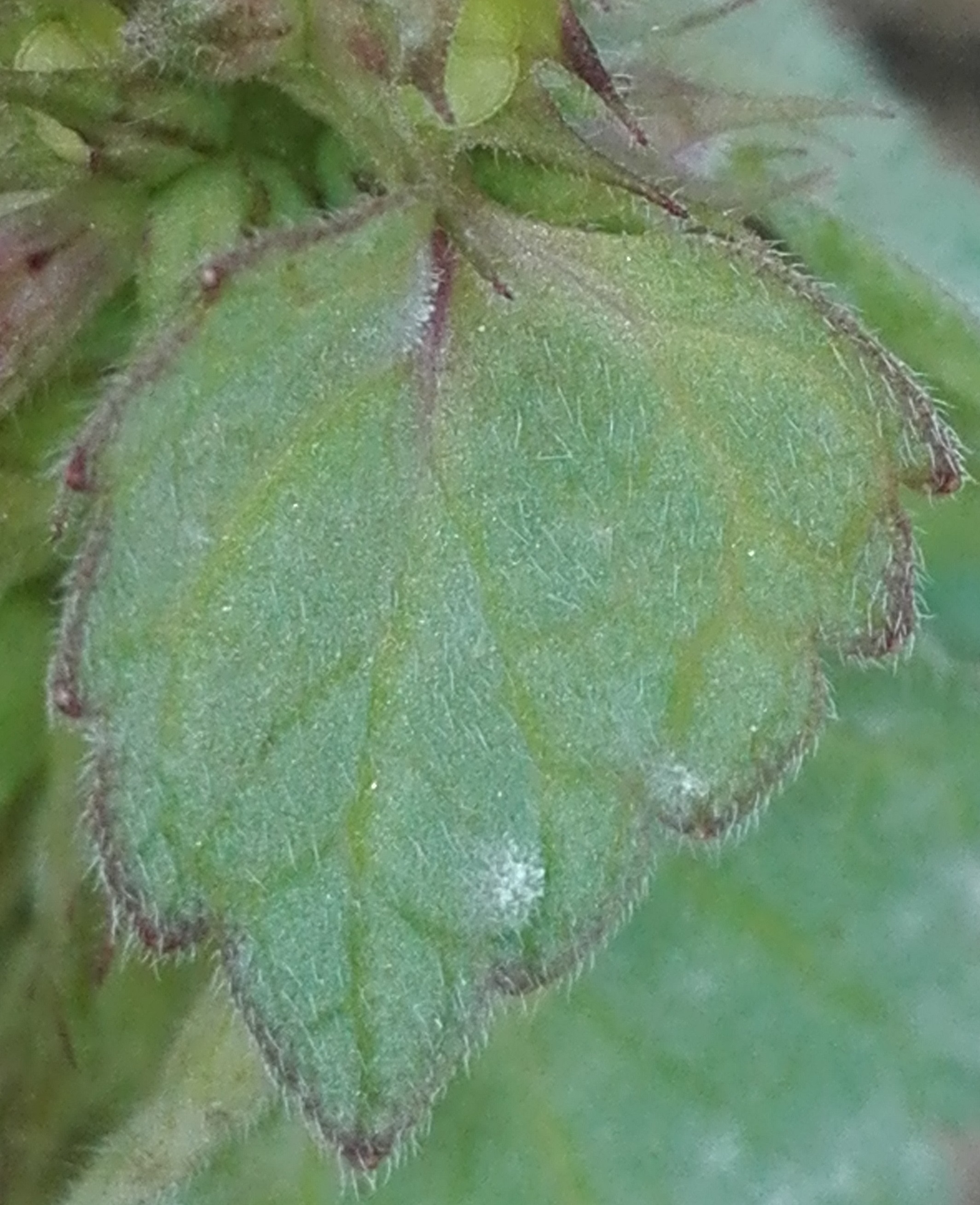 Annexe IMG_20200427_121637.jpg