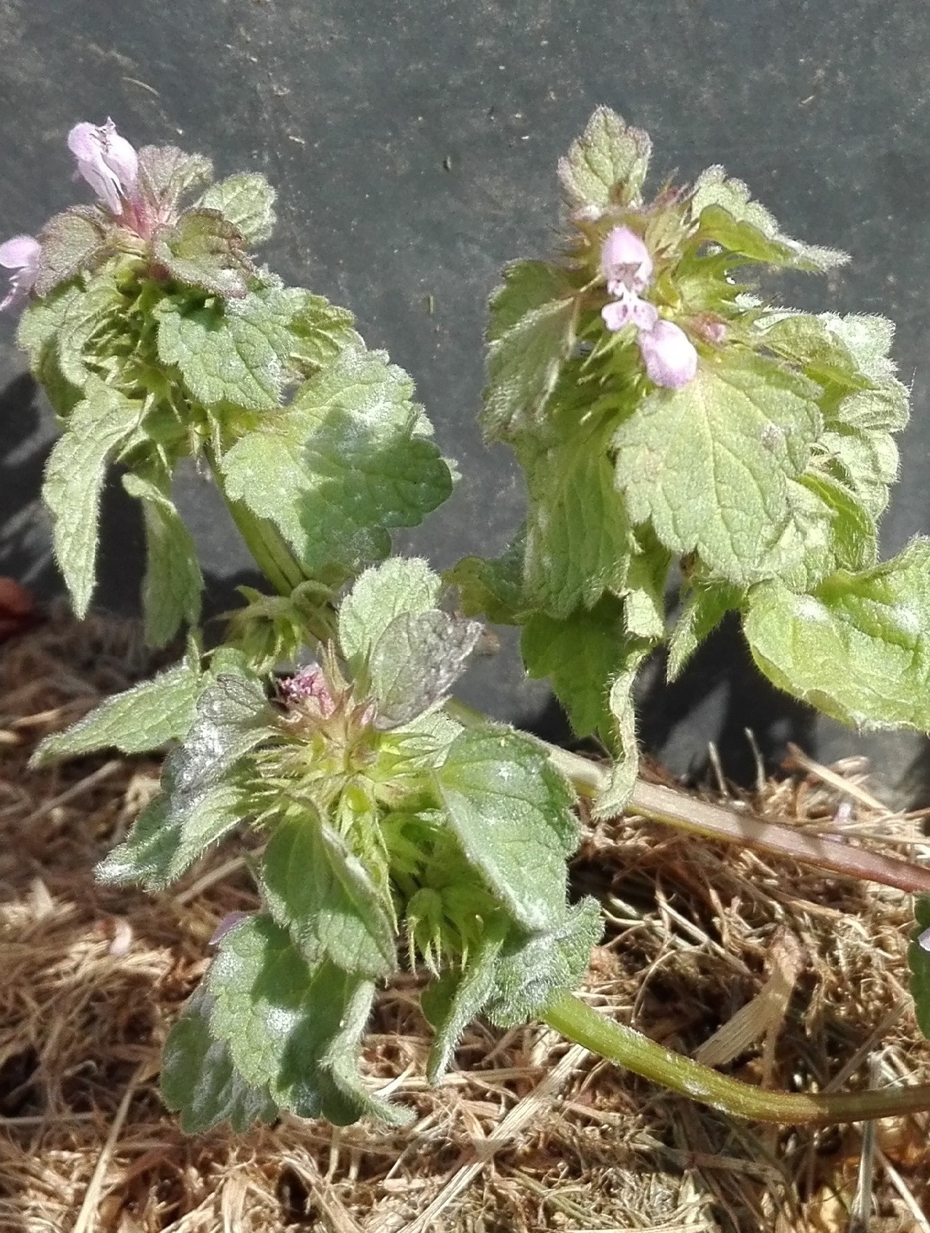 Annexe IMG_20200427_123031.jpg