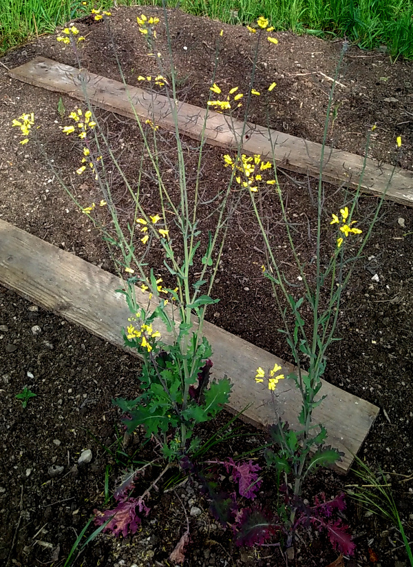 Annexe IMG_20200427_165920.jpg