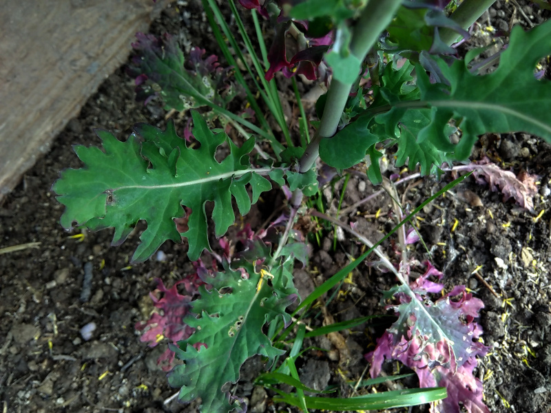 Annexe IMG_20200427_170021.jpg