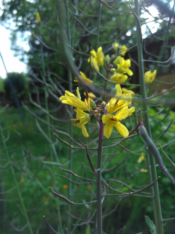 Annexe IMG_20200427_170100.jpg