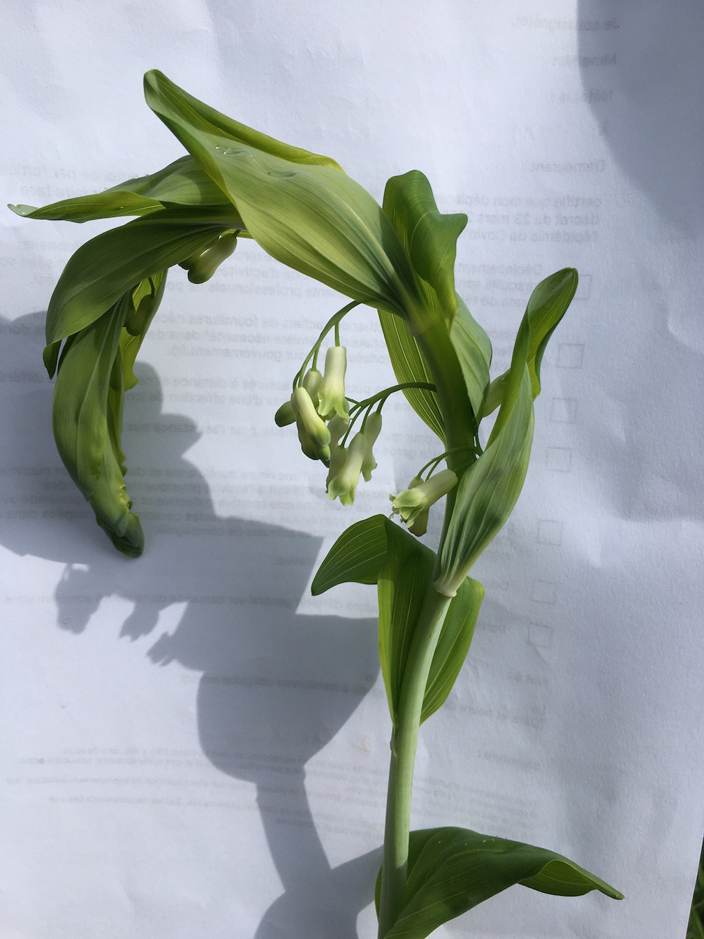 Annexe Polyganum 2.jpg