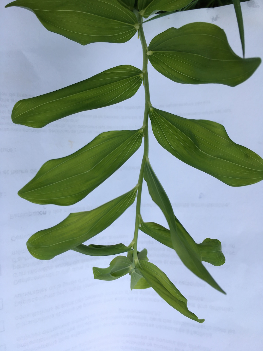 Annexe Polyganum 3 .jpg