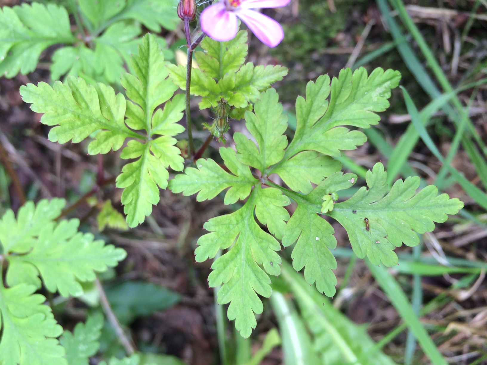 Annexe herbe à robert feuille.JPG