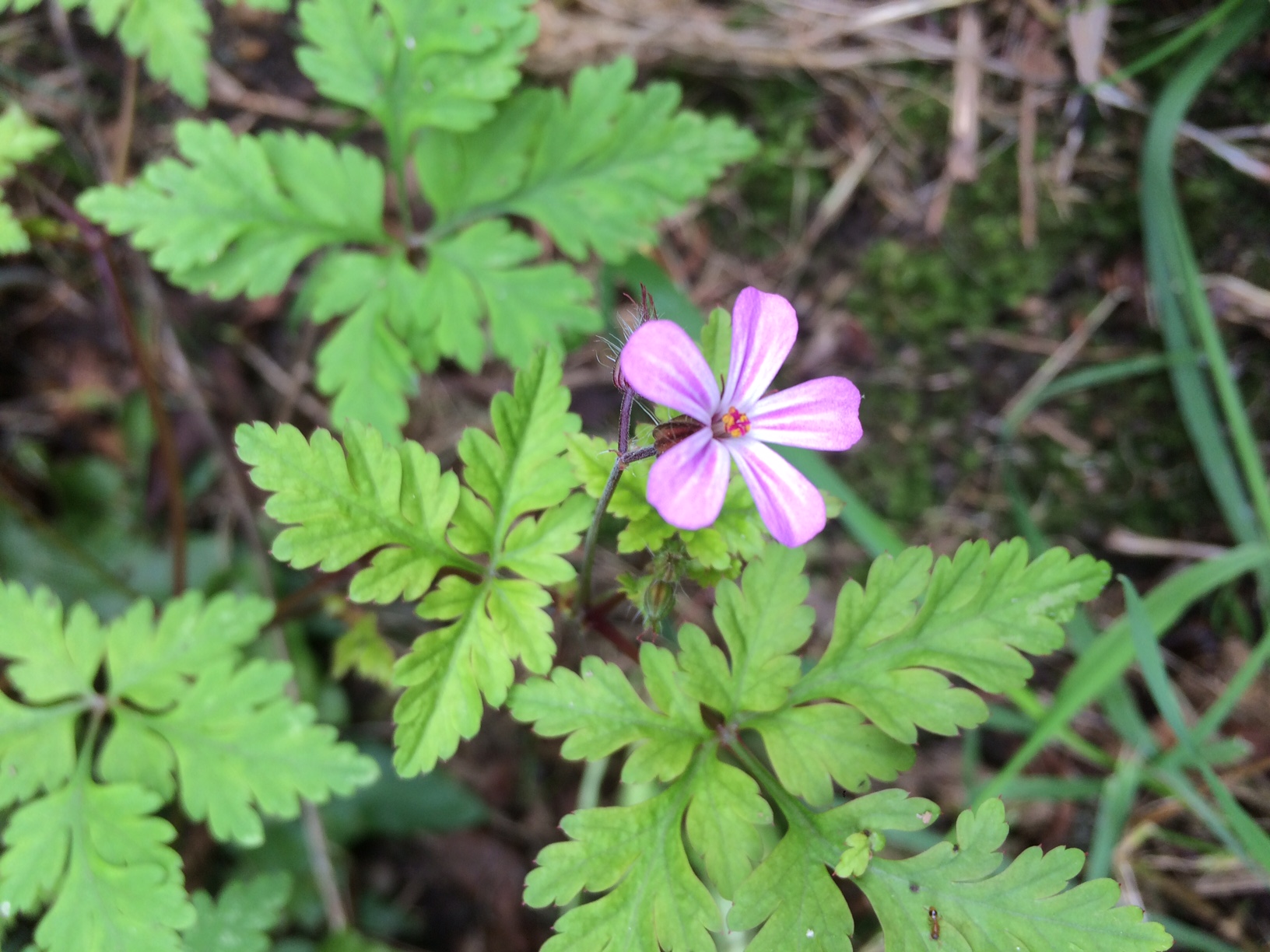 Annexe herbe à robert fleur.JPG