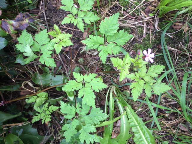 Annexe herbe à robert générale.JPG