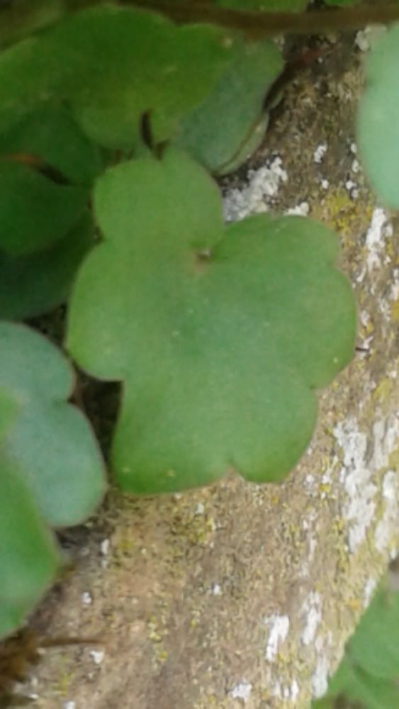 Annexe Cymballaria_muralis__feuille2.jpg