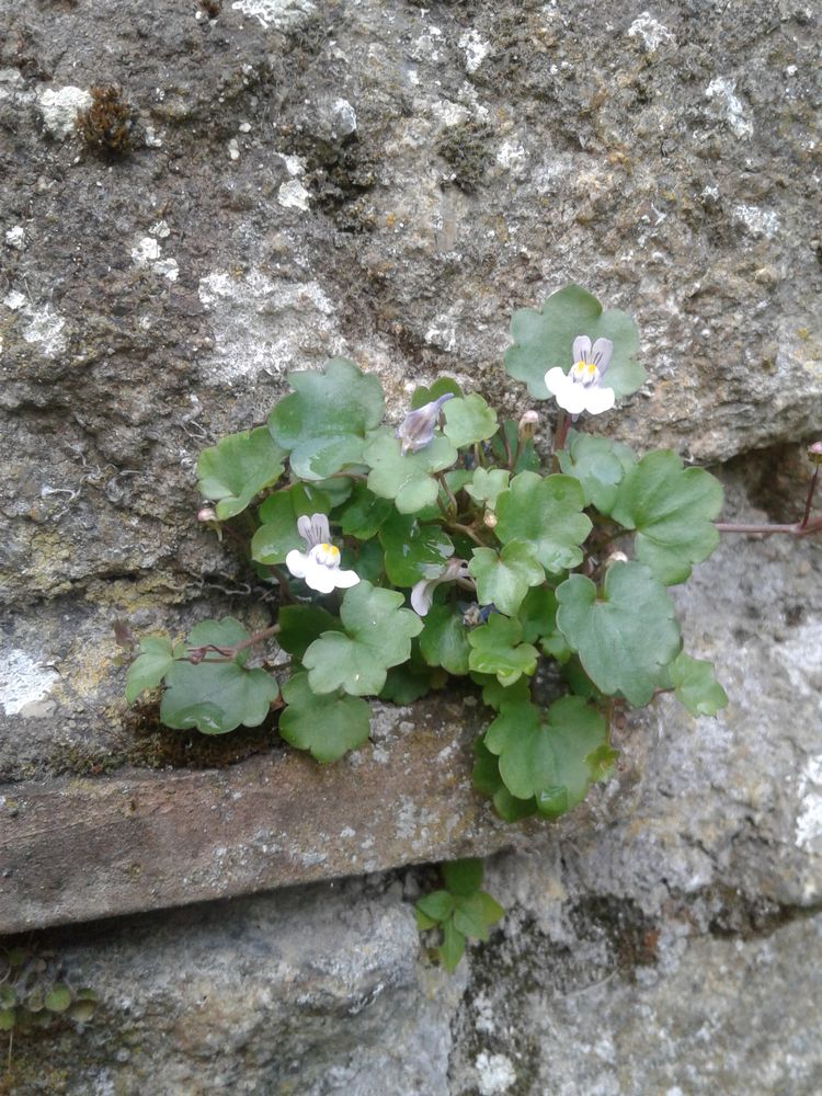 Annexe Cymballaria_muralis_entier.jpg