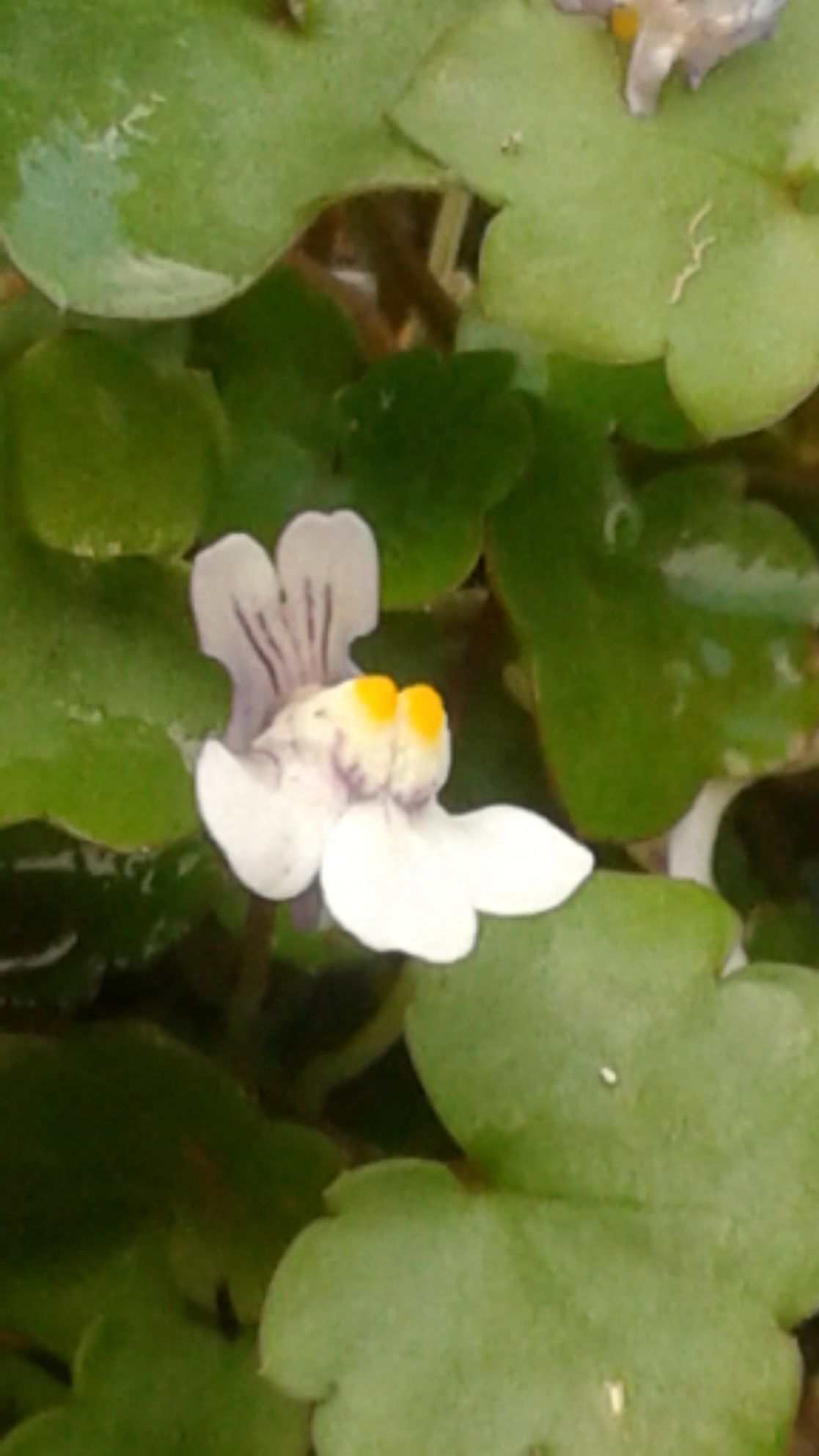 Annexe Cymballaria_muralis_fleur.jpg