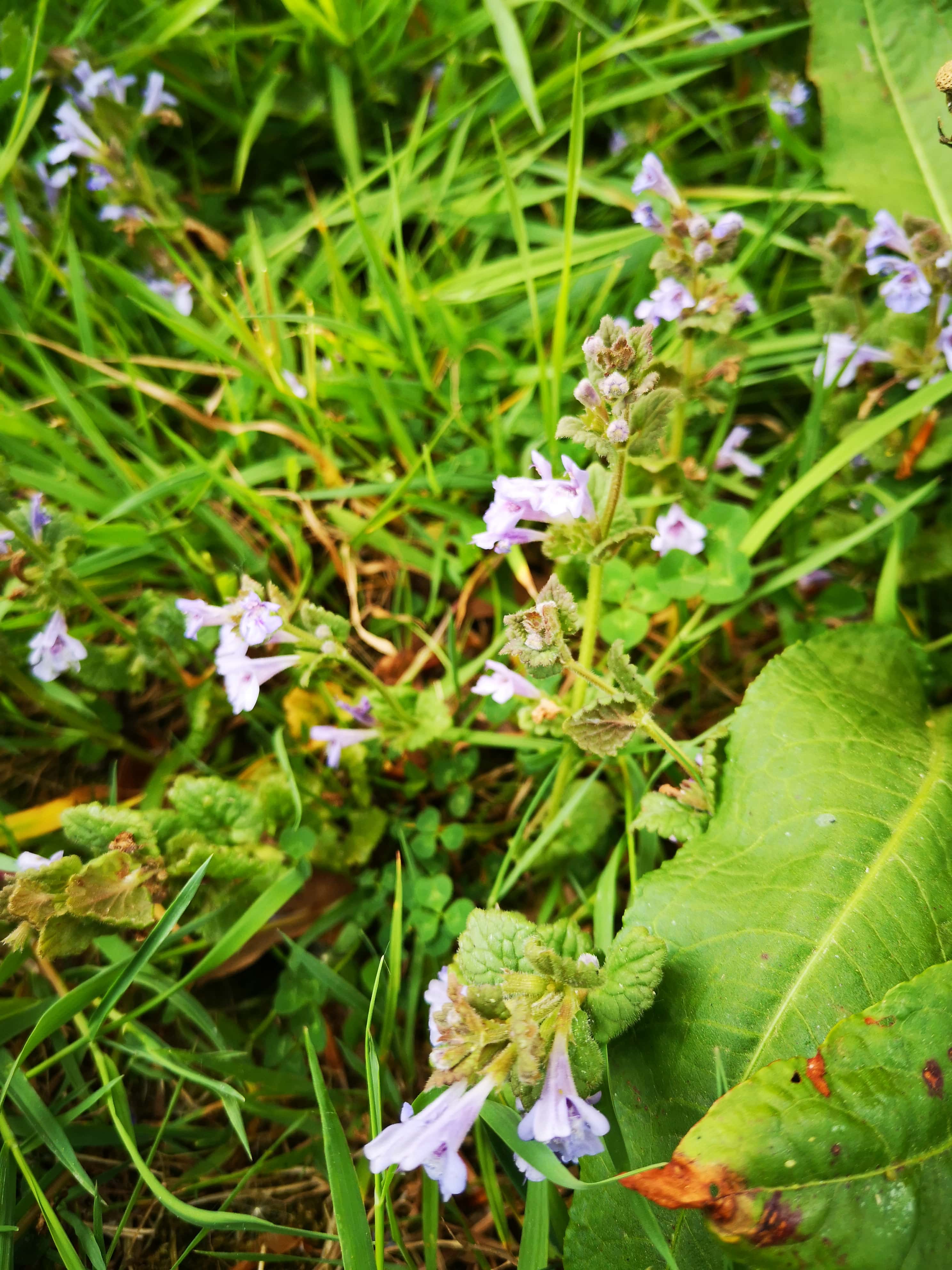 Annexe IMG_20200427_180030-min.jpg