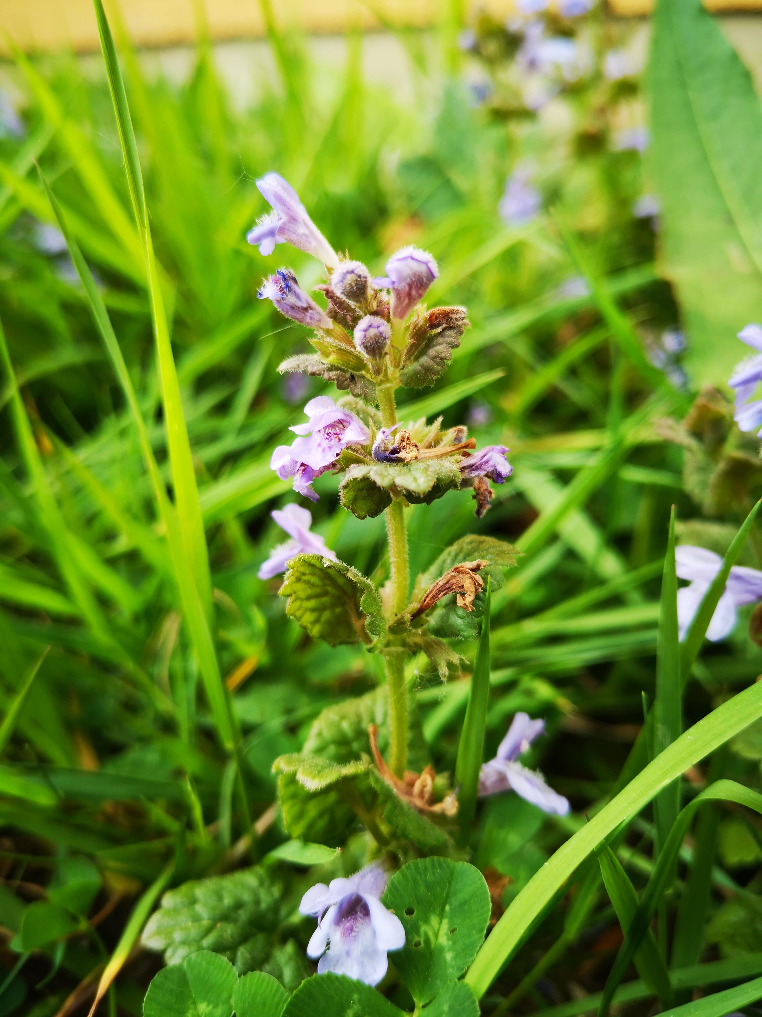 Annexe IMG_20200427_180049-min.jpg