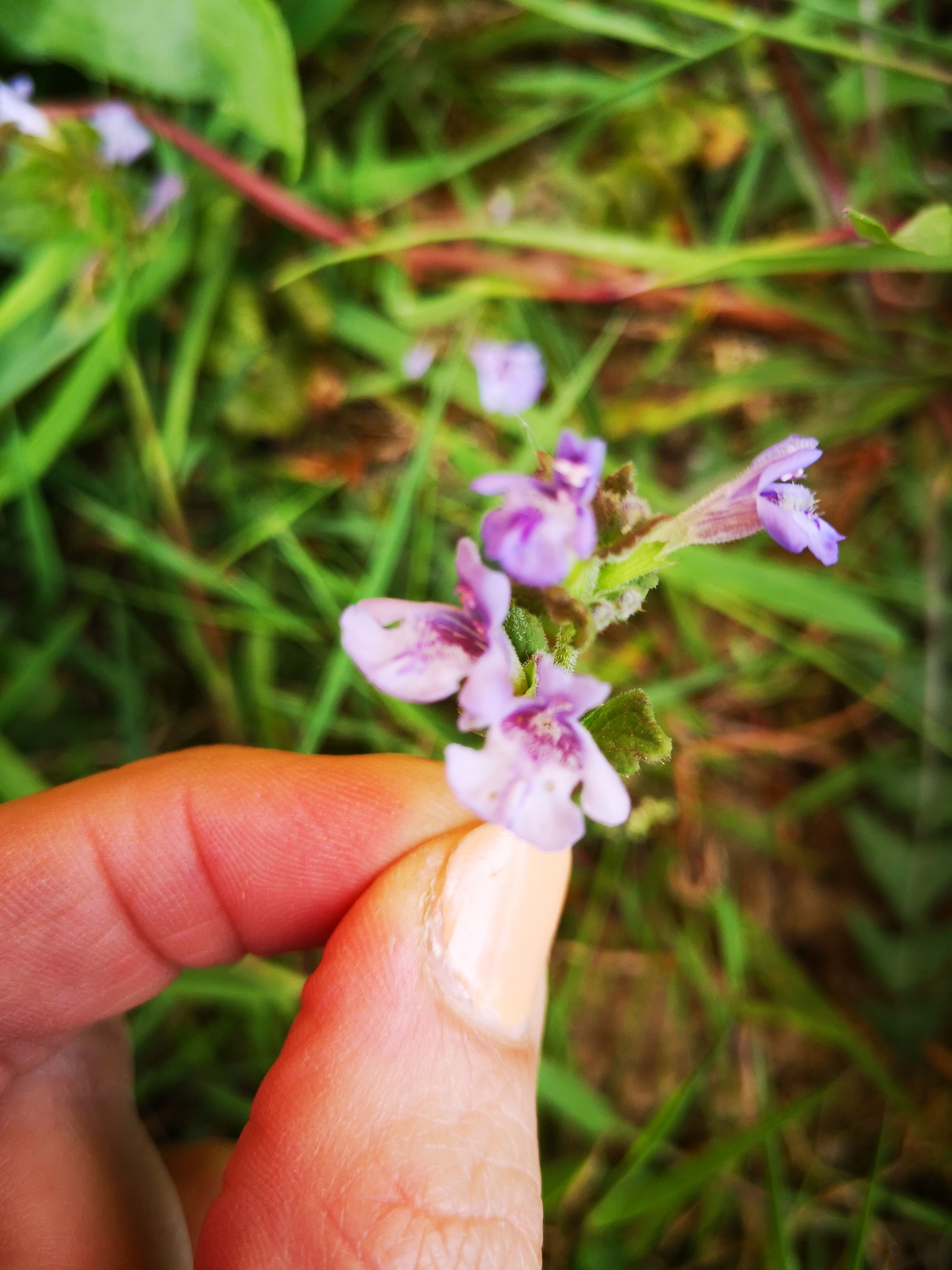 Annexe IMG_20200427_180147-min.jpg