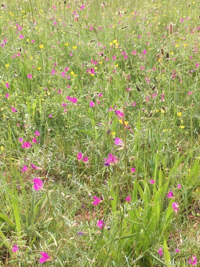 Annexe Paparazzi .jpeg