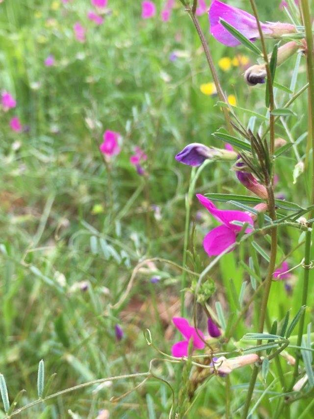 Annexe Paparazzi.jpeg