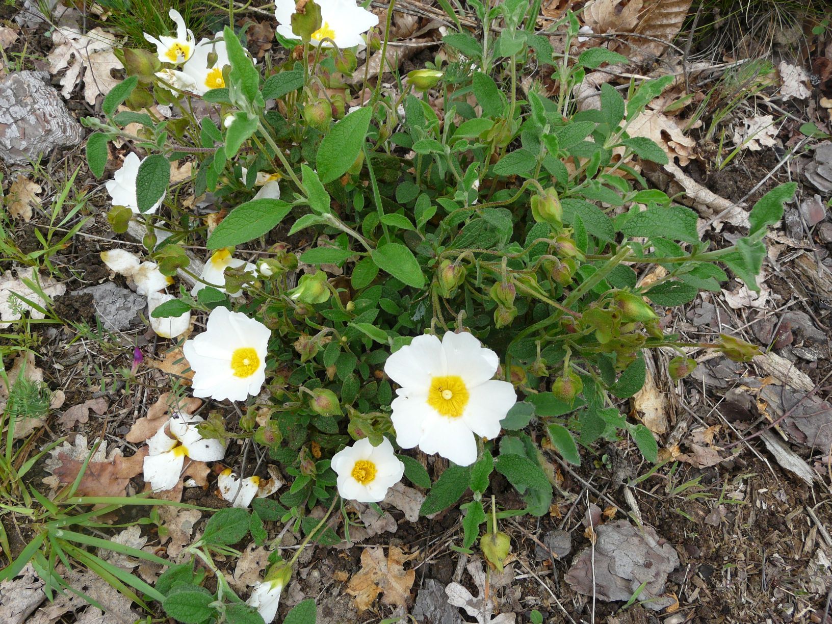 Annexe ciste vue d-ensemble.jpg