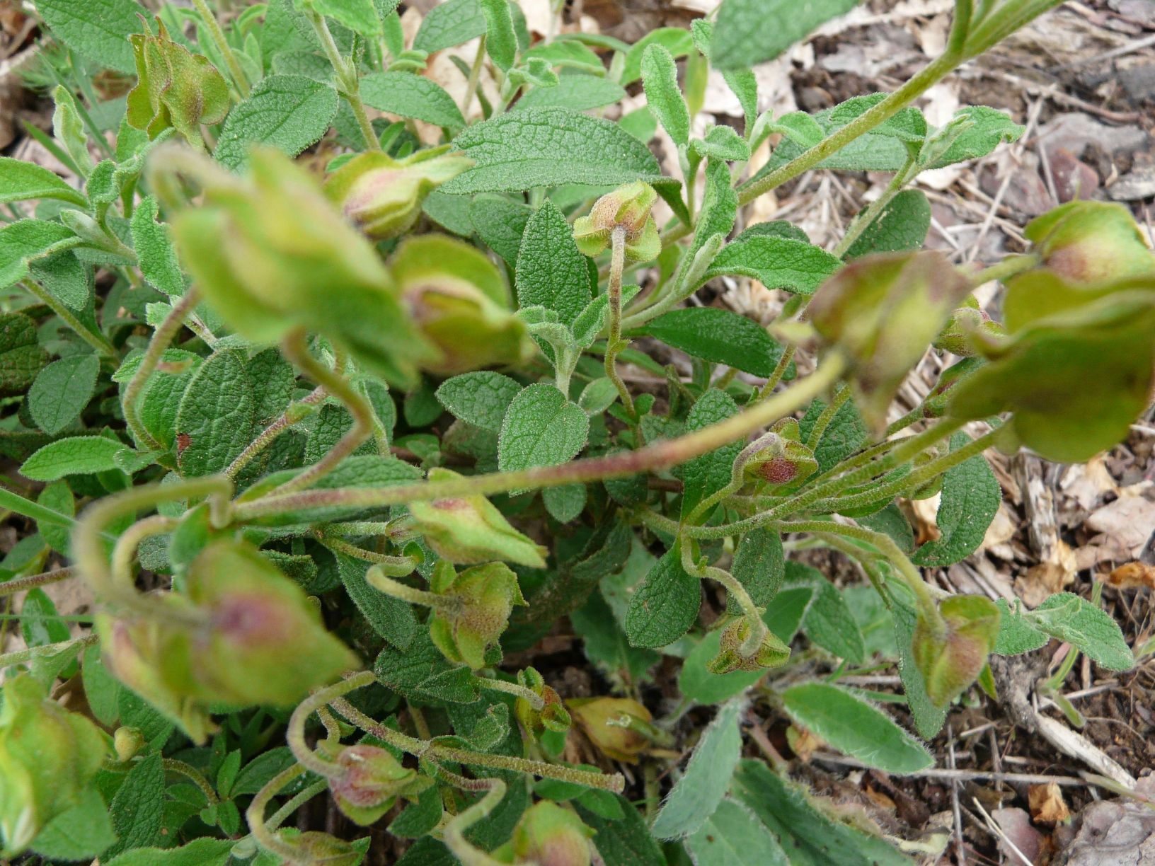 Annexe ciste-feuilles.jpg