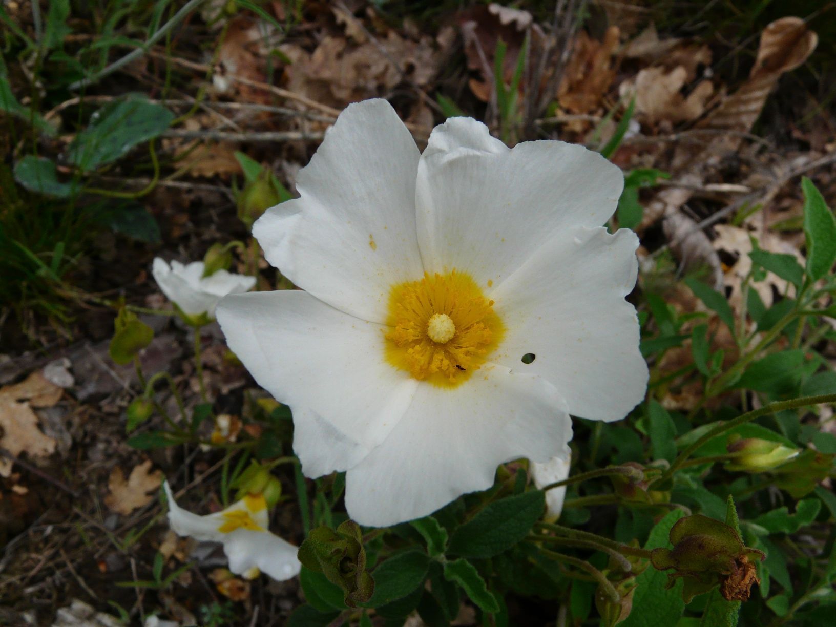 Annexe ciste-fleur-vue de dessus.jpg