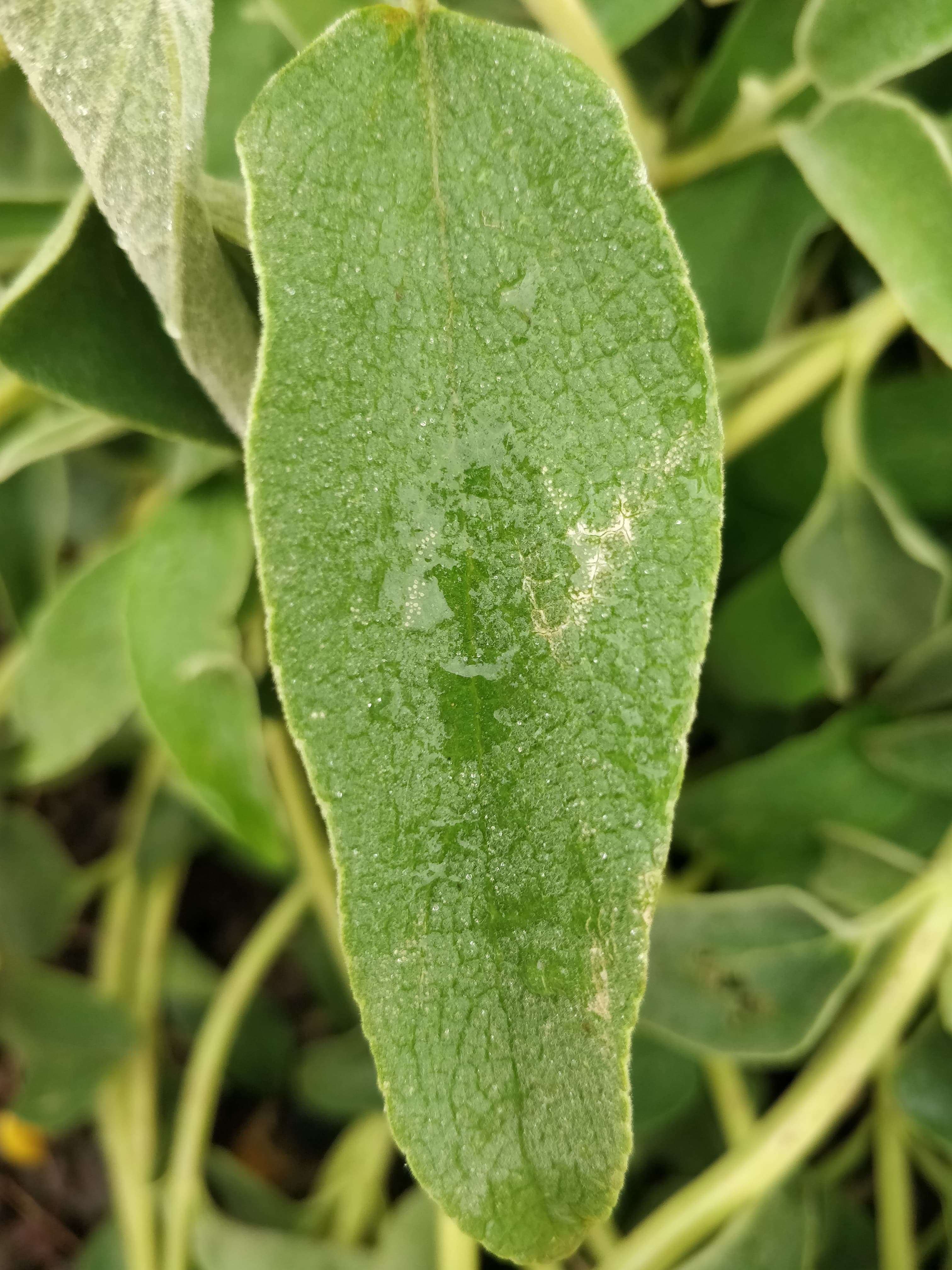 Annexe 95044235_233141204461081_3236801291158028288_n.jpg