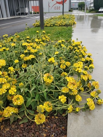 Annexe 95382883_402948980661646_144293639672037376_n.jpg