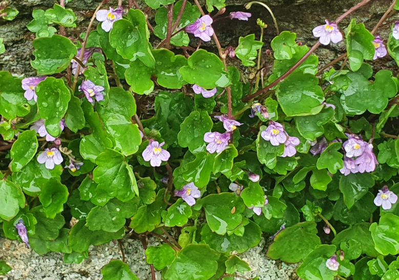 Annexe cymbalaire des murs (1).png