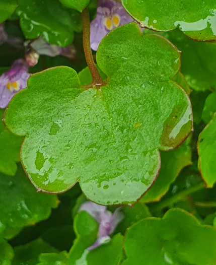 Annexe cymbalaire des murs (5).png