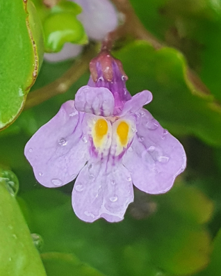 Annexe cymbalaire des murs (6).png