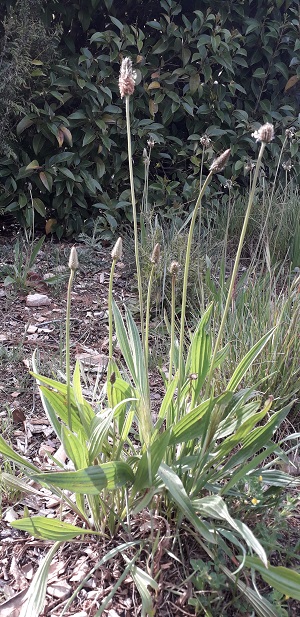 Annexe allure générale 1.jpg