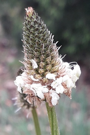 Annexe fleur et tige.jpg