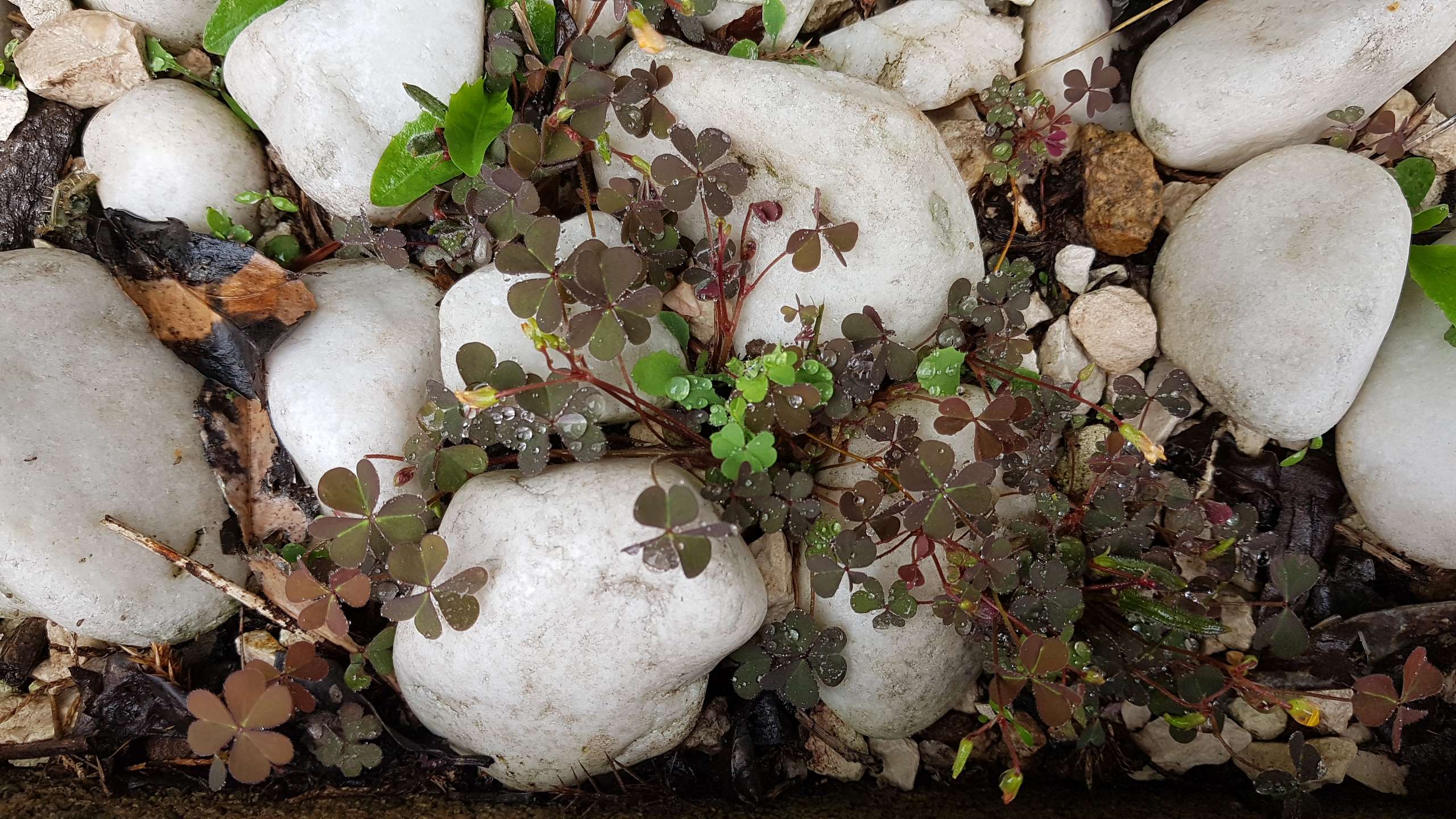 Annexe 20200428_103300.jpg