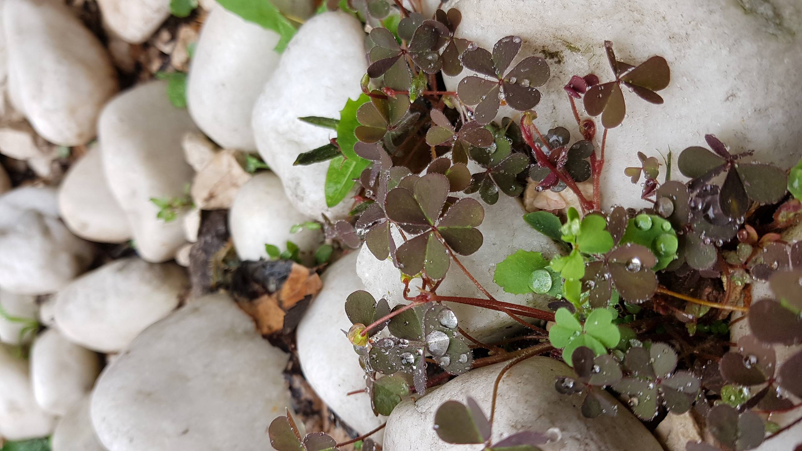 Annexe 20200428_103346.jpg