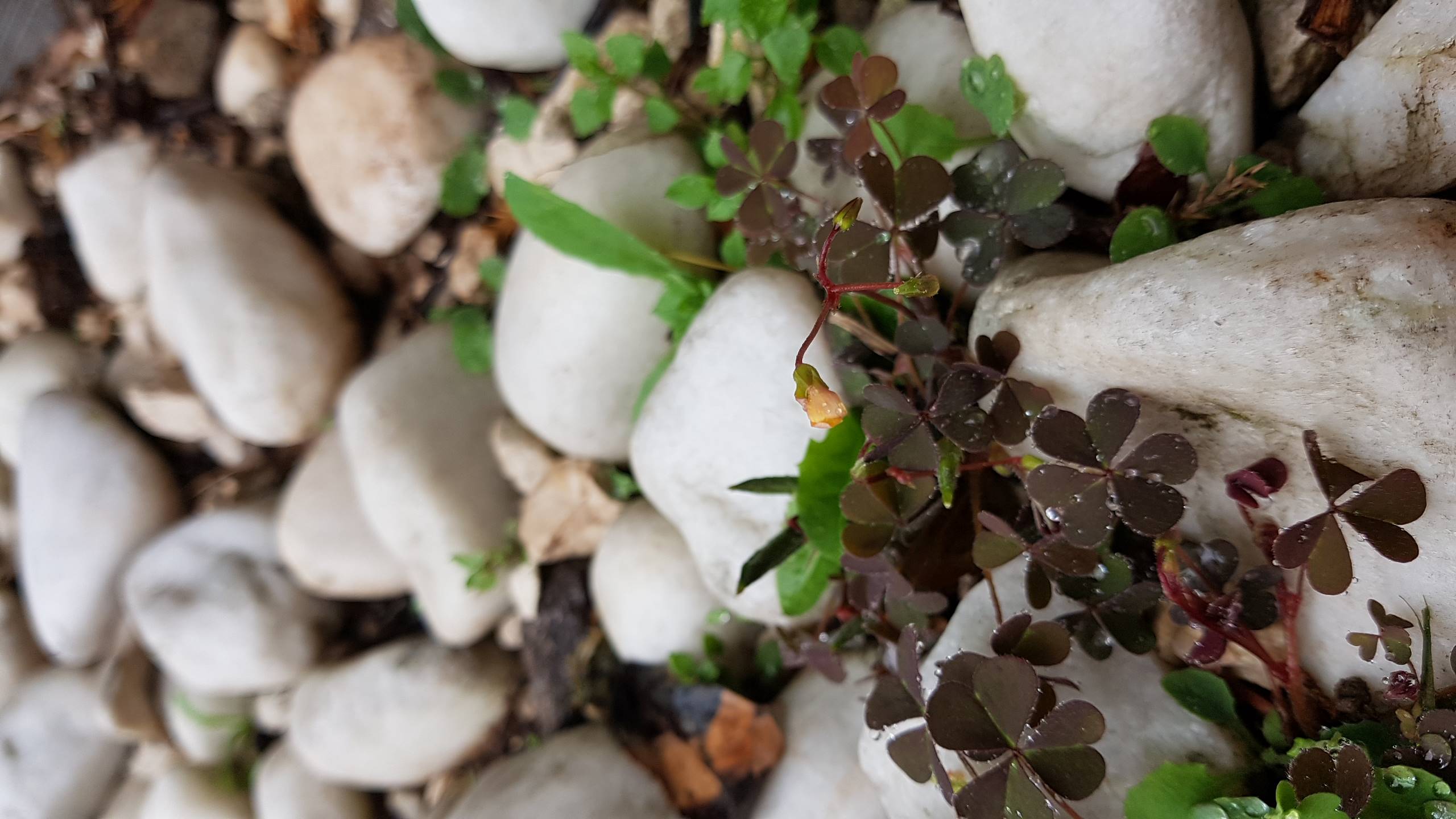 Annexe 20200428_103418.jpg