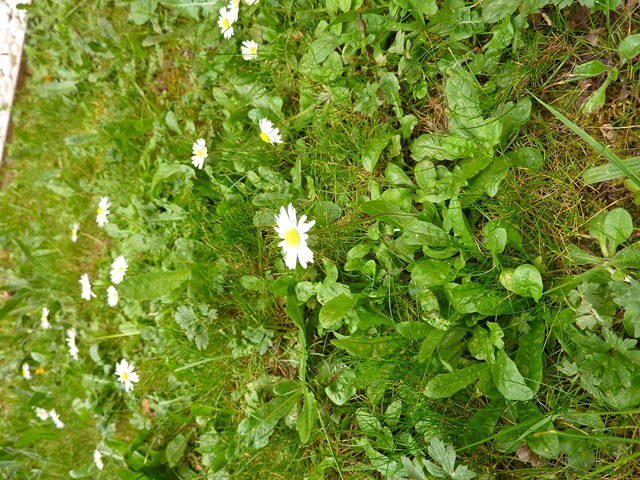 Annexe P1130170 BD.jpg