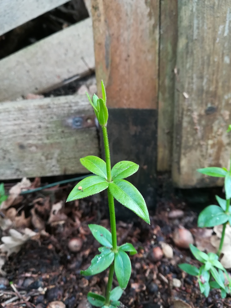 Annexe Plante amarante.jpg