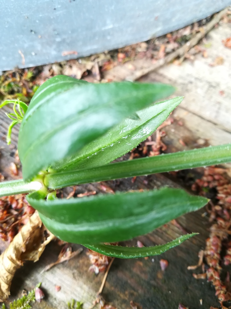 Annexe Tige et feuille amarante sauvage.jpg