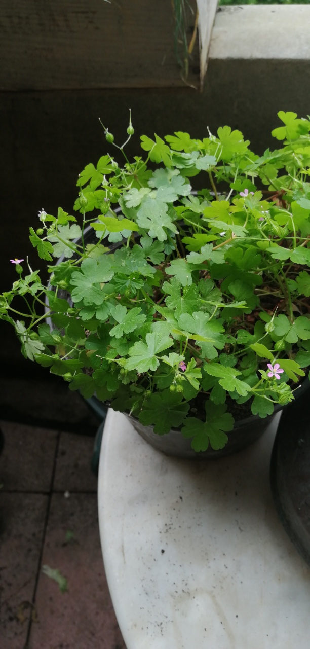 Annexe IMG_20200428_103041_resized_20200428_103328993.jpg