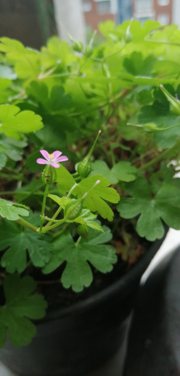 Annexe IMG_20200428_103049_resized_20200428_103328732.jpg