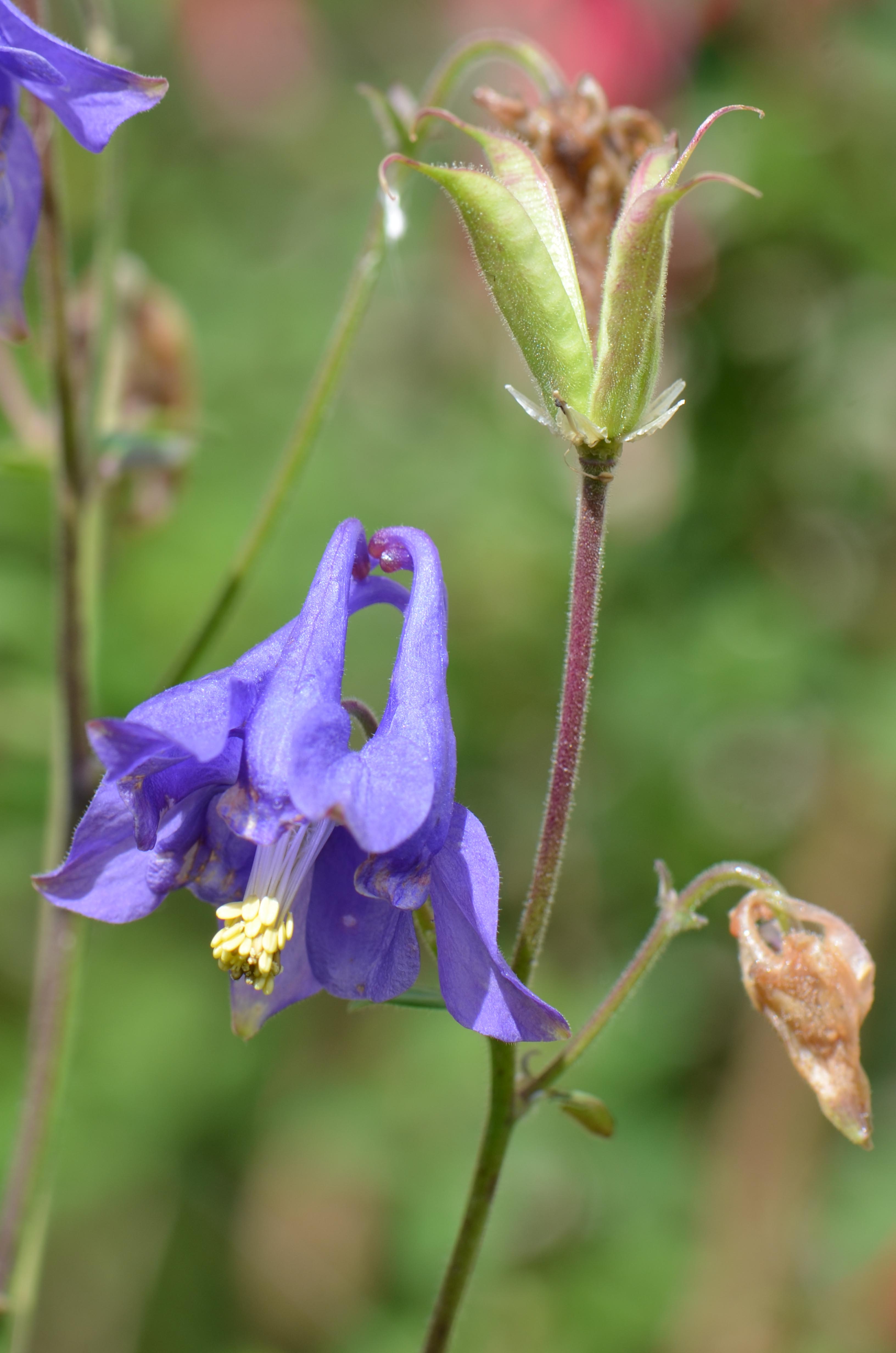 Annexe 2020_04_28_Fleurs_MOOC_0002a.jpg