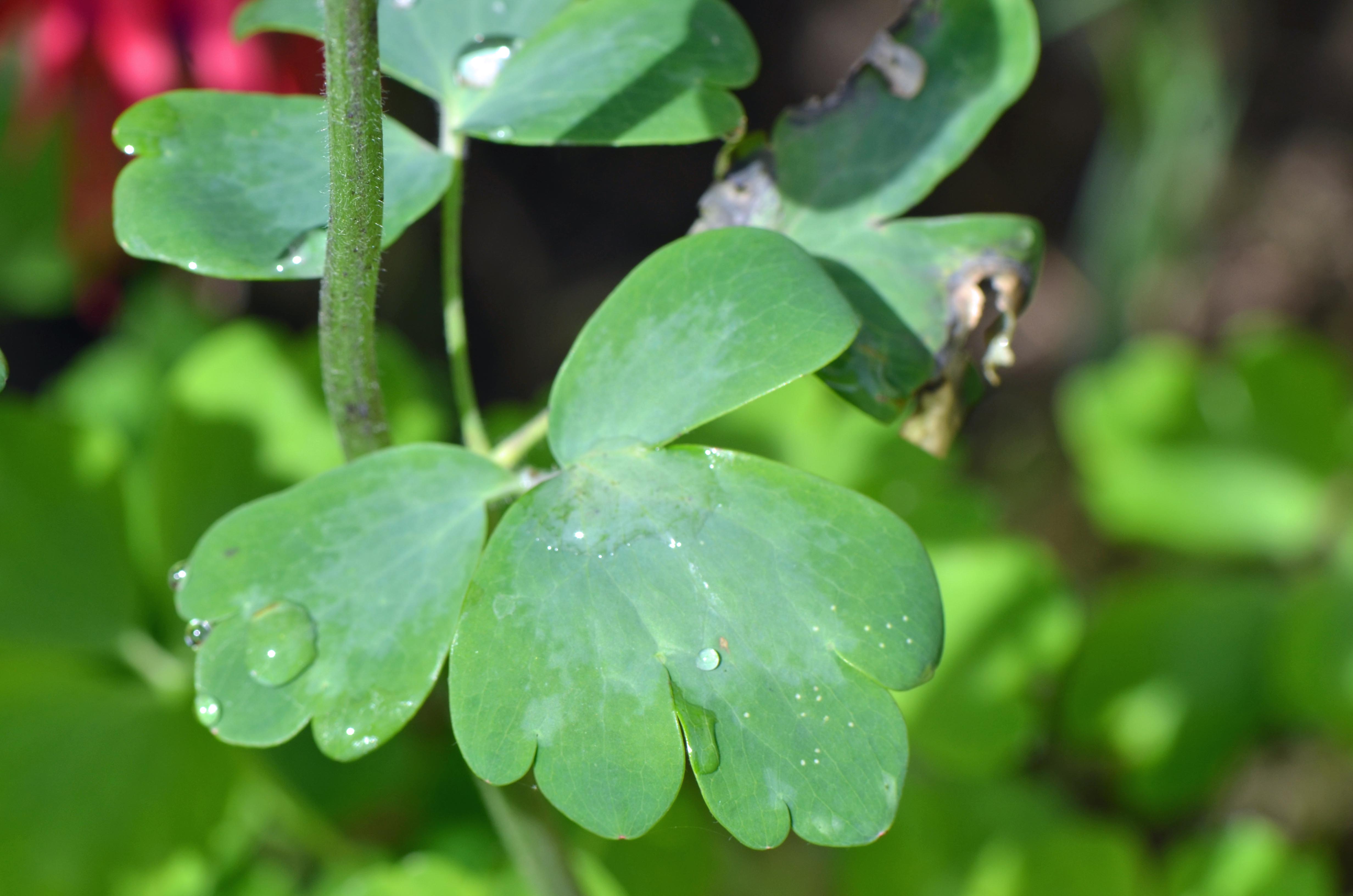 Annexe 2020_04_28_Fleurs_MOOC_0004a.jpg