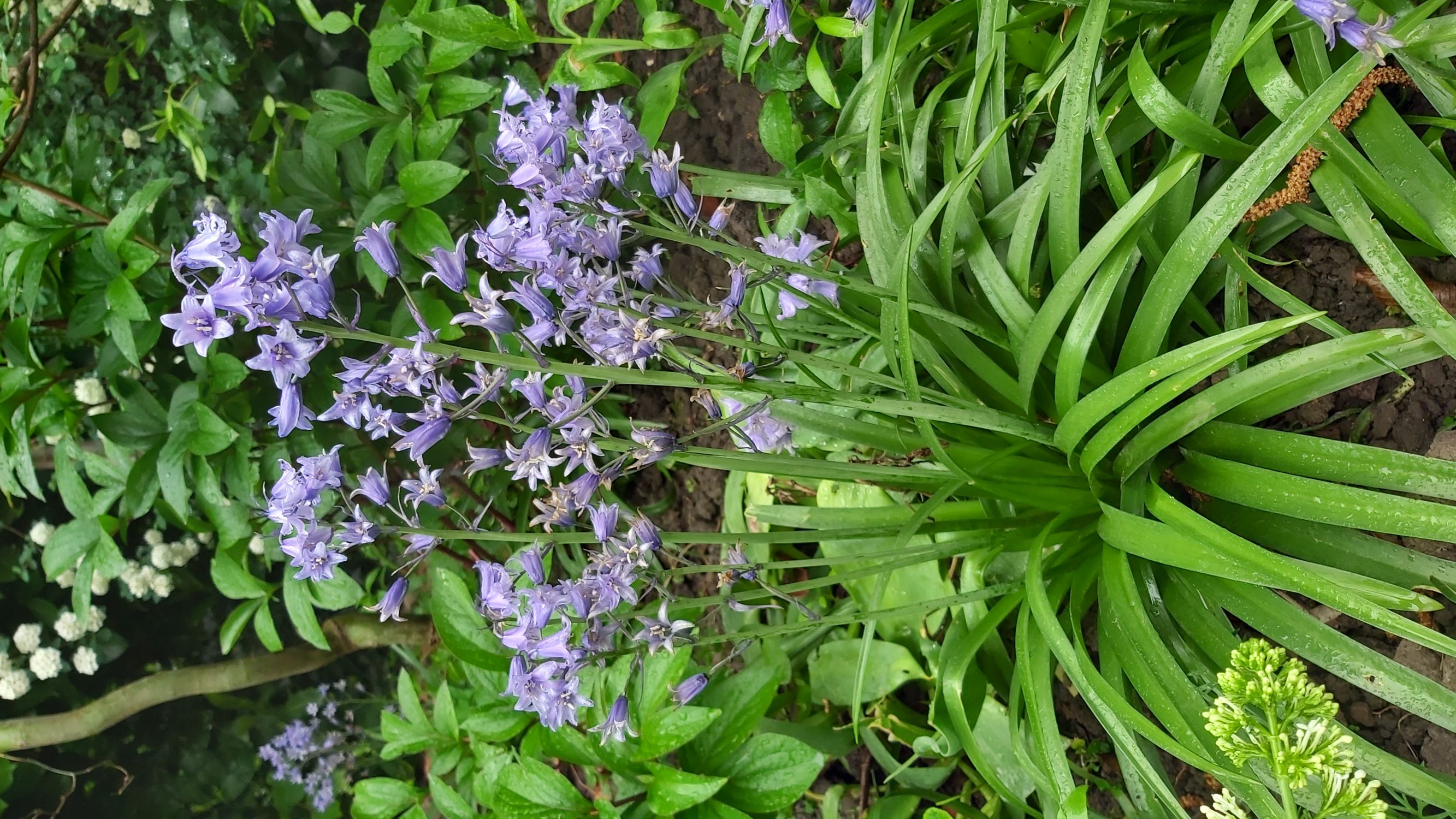 Annexe 20200428_104514.jpg