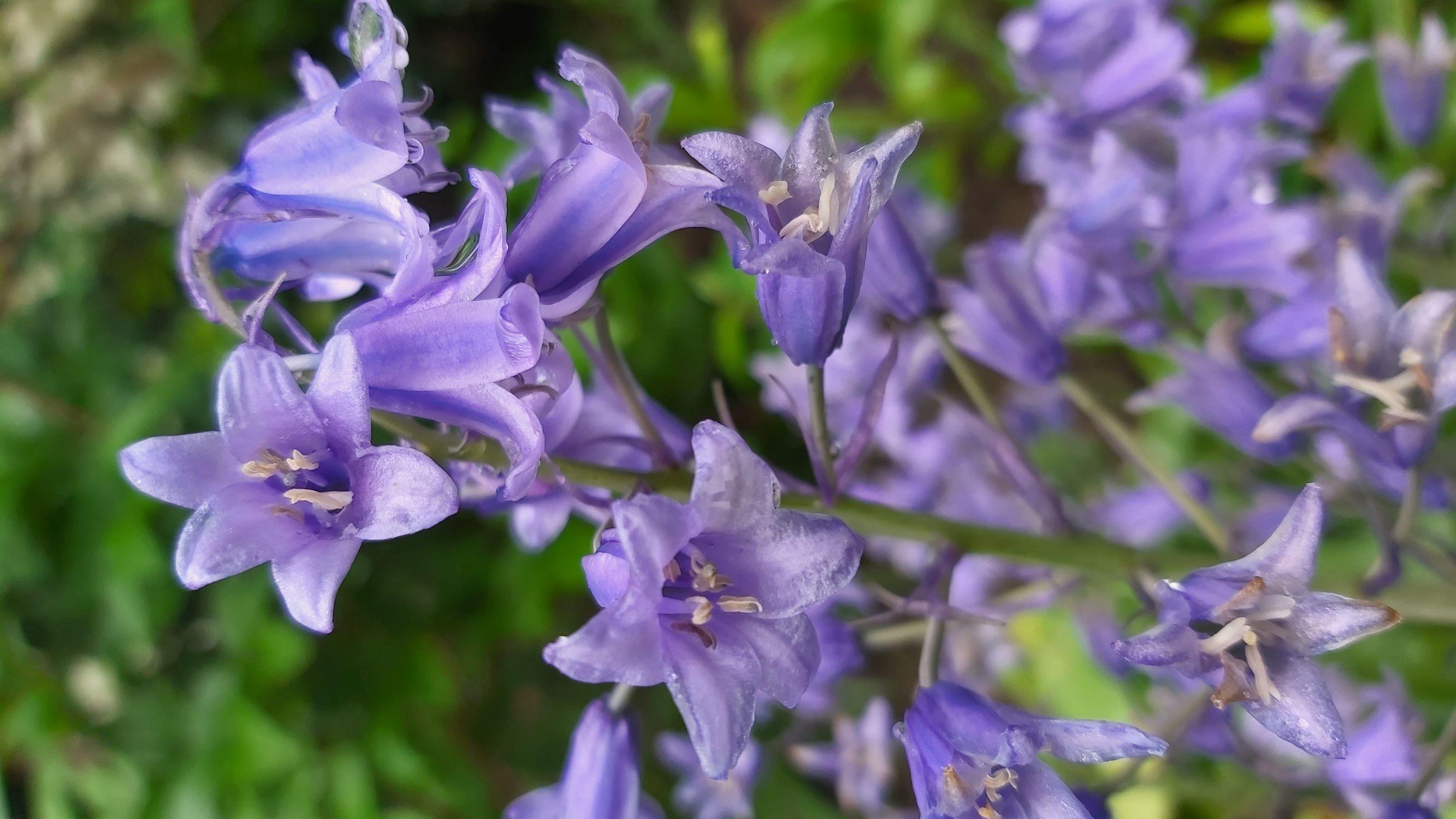 Annexe 20200428_104643.jpg