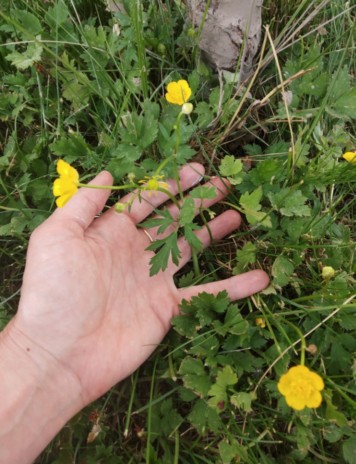 Annexe IMG_20200428_130742.jpg