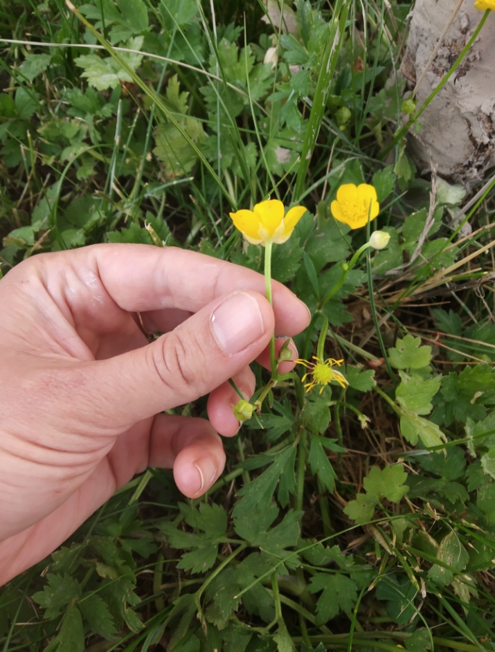 Annexe IMG_20200428_130759.jpg