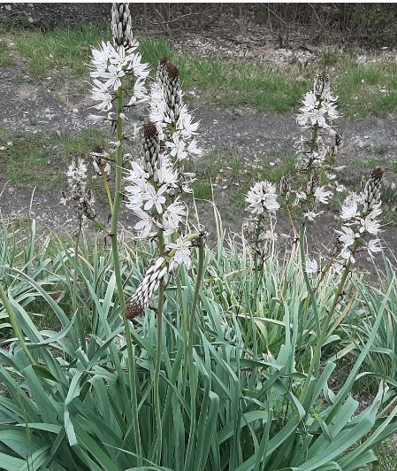 Annexe asphodele.JPG