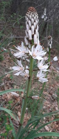 Annexe asphodele2.JPG