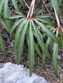 Annexe Hellebore feuille.jpg