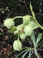 Annexe Hellebore fleur.jpg