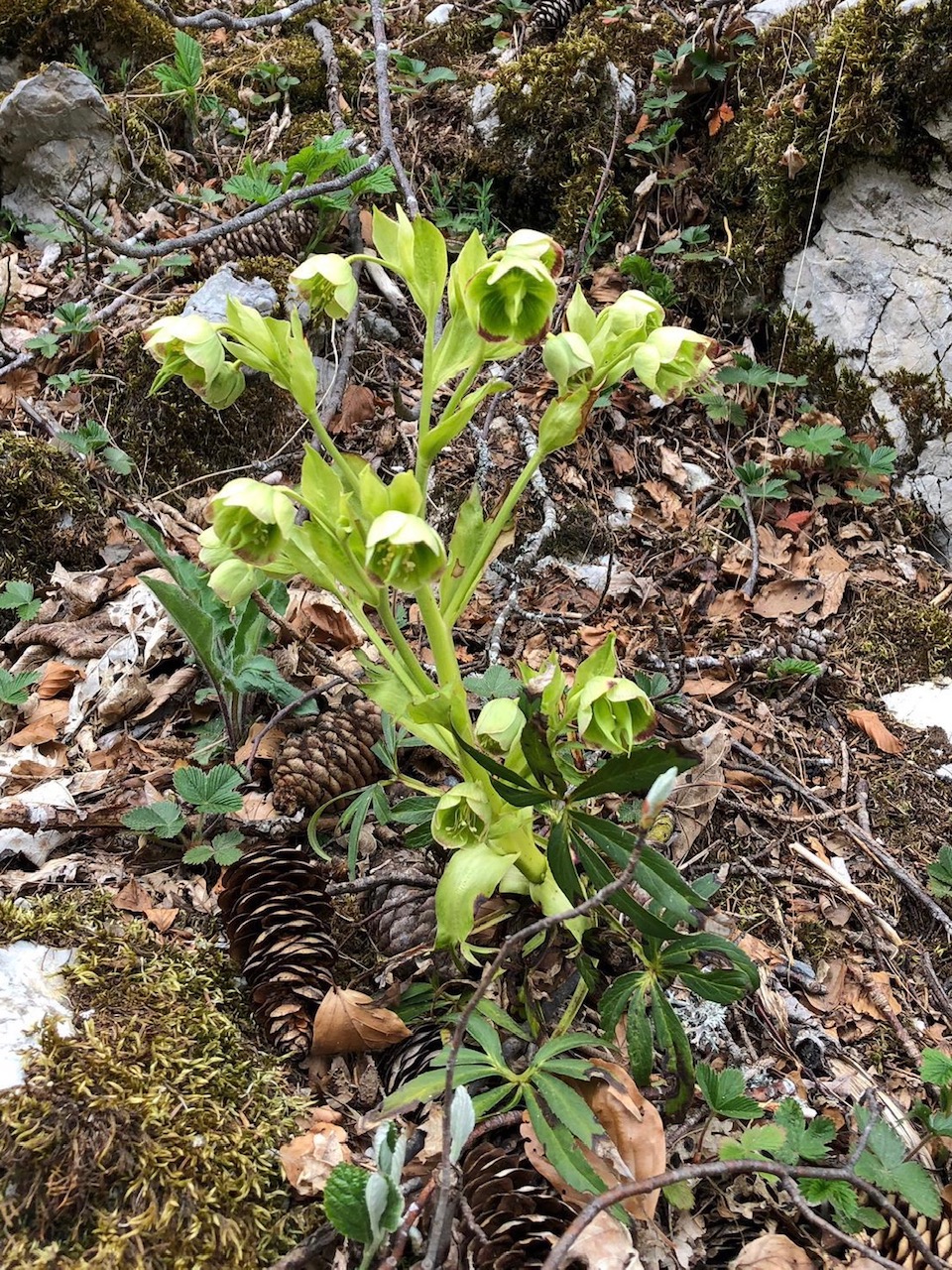 Annexe hellebore f.jpg