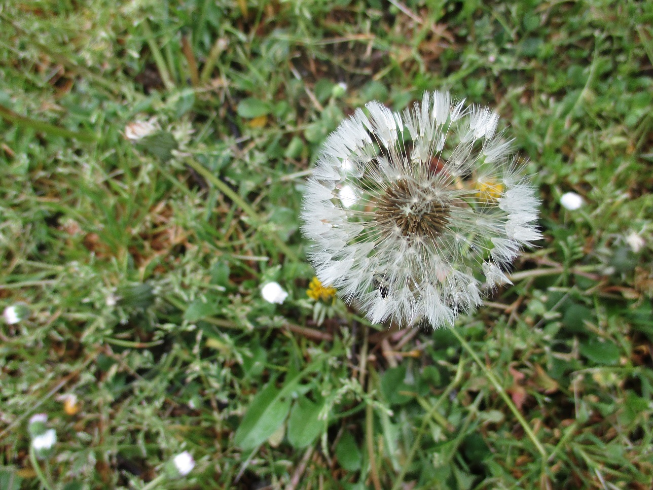 Annexe Pissenlit (1).JPG