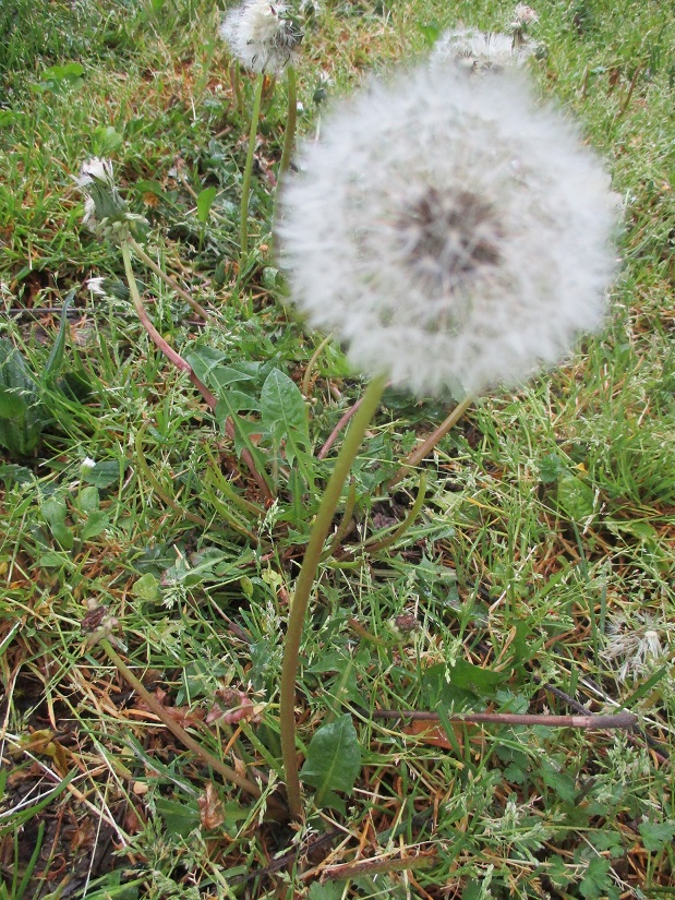 Annexe Pissenlit (2).JPG